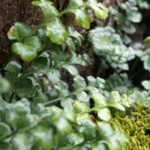 Asplenium subglandulosum at Canberra Central, ACT - 5 Sep 2014