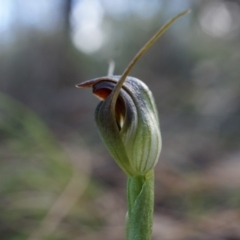 Pterostylis pedunculata (Maroonhood) at Watson, ACT - 5 Sep 2014 by AaronClausen