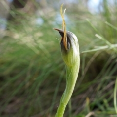 Pterostylis pedunculata at Watson, ACT - suppressed