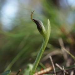 Pterostylis pedunculata at Watson, ACT - suppressed