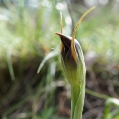 Pterostylis pedunculata at Watson, ACT - suppressed