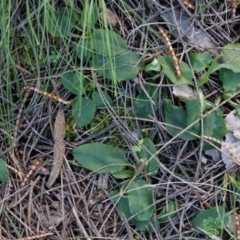 Pterostylis pedunculata at Watson, ACT - suppressed