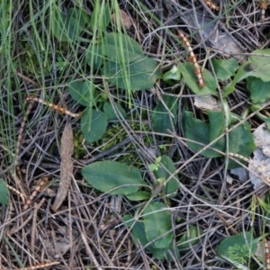 Pterostylis pedunculata at Watson, ACT - suppressed