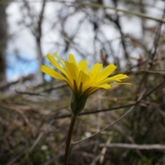 Microseris walteri (Yam Daisy, Murnong) at Majura, ACT - 5 Sep 2014 by AaronClausen