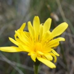 Microseris walteri (Yam Daisy, Murnong) at Majura, ACT - 5 Sep 2014 by AaronClausen