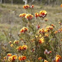 Dillwynia sericea (Egg And Bacon Peas) at Mount Majura - 5 Sep 2014 by AaronClausen