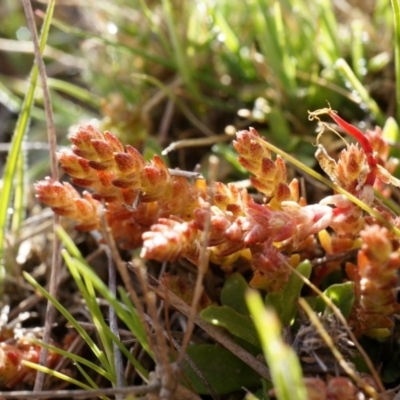 Crassula sieberiana (Austral Stonecrop) at Mount Majura - 4 Sep 2014 by AaronClausen