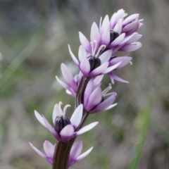 Wurmbea dioica subsp. dioica (Early Nancy) at Canberra Central, ACT - 5 Sep 2014 by AaronClausen