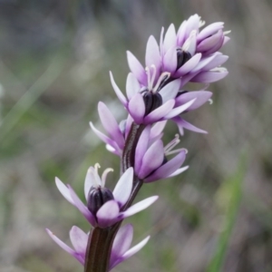 Wurmbea dioica subsp. dioica at Canberra Central, ACT - 5 Sep 2014 09:27 AM