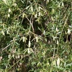 Clematis leptophylla (Small-leaf Clematis, Old Man's Beard) at Majura, ACT - 4 Sep 2014 by AaronClausen