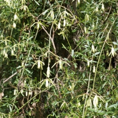 Clematis leptophylla (Small-leaf Clematis, Old Man's Beard) at Mount Majura - 4 Sep 2014 by AaronClausen