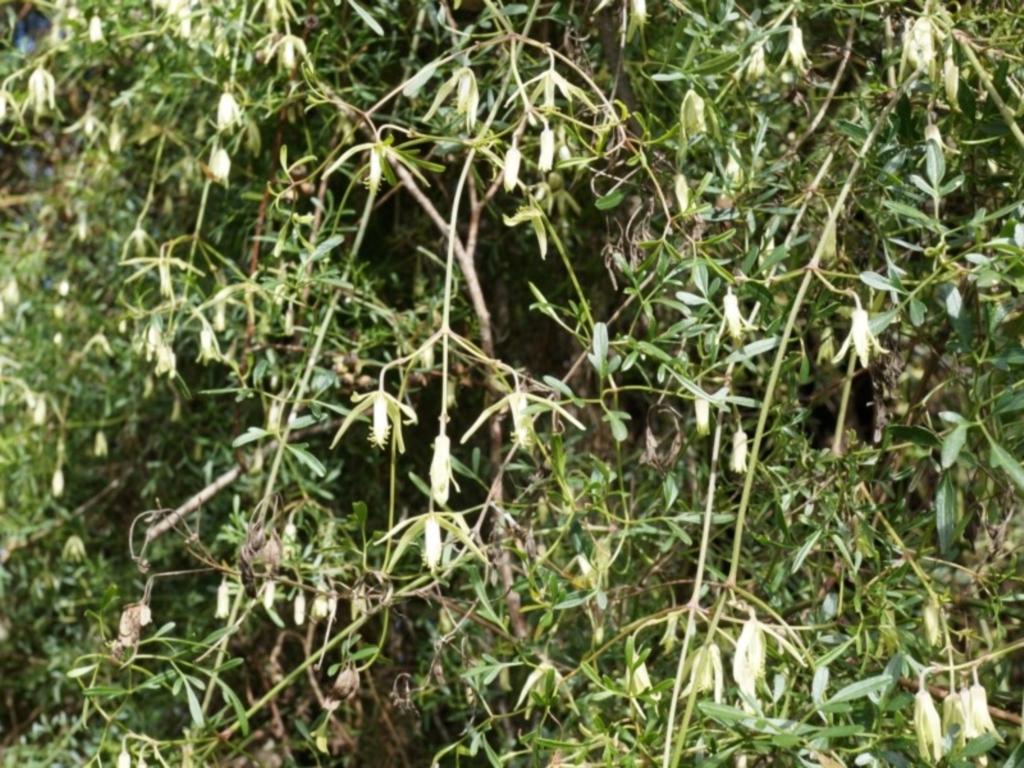 Clematis leptophylla at Majura, ACT - 5 Sep 2014