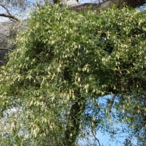 Clematis leptophylla at Majura, ACT - 5 Sep 2014