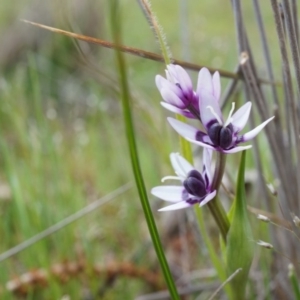 Wurmbea dioica subsp. dioica at Majura, ACT - 5 Sep 2014 09:18 AM