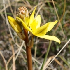 Bulbine bulbosa (Golden Lily) at Mount Majura - 5 Sep 2014 by AaronClausen