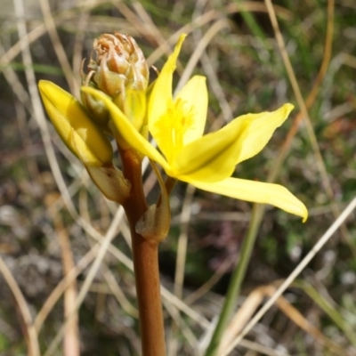 Bulbine bulbosa (Golden Lily) at Mount Majura - 5 Sep 2014 by AaronClausen