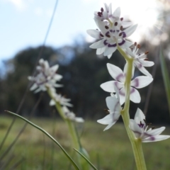 Wurmbea dioica subsp. dioica (Early Nancy) at Majura, ACT - 5 Sep 2014 by AaronClausen