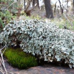 Unidentified at Mount Majura - 5 Sep 2014 by AaronClausen