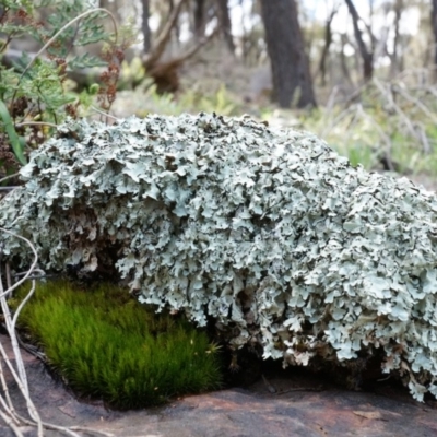 Unverified at Mount Majura - 5 Sep 2014 by AaronClausen