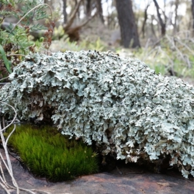 Unidentified at Mount Majura - 5 Sep 2014 by AaronClausen