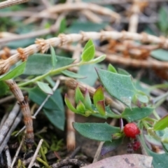 Einadia nutans subsp. nutans (Climbing Saltbush) at Mount Majura - 4 Sep 2014 by AaronClausen