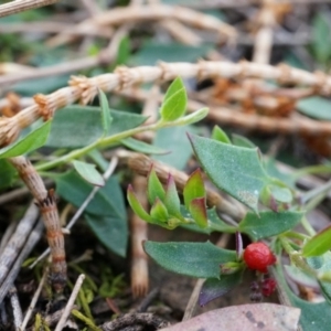 Einadia nutans subsp. nutans at Hackett, ACT - 5 Sep 2014