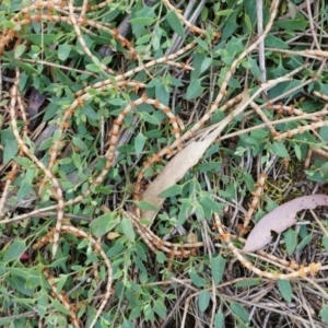 Einadia nutans subsp. nutans at Hackett, ACT - 5 Sep 2014