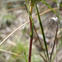 Unidentified at Mount Majura - 5 Sep 2014 by AaronClausen