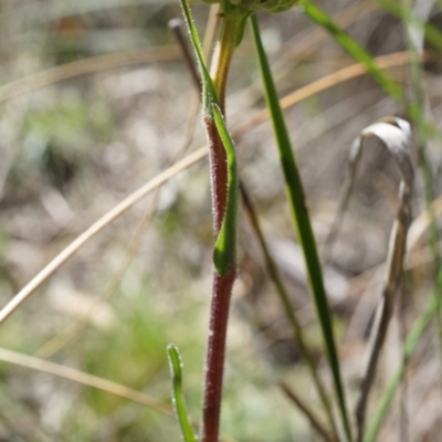 Unidentified at Mount Majura - 5 Sep 2014 by AaronClausen