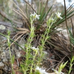 Stellaria pungens (Prickly Starwort) at Hackett, ACT - 5 Sep 2014 by AaronClausen