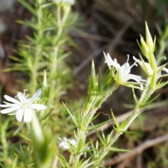 Stellaria pungens at Hackett, ACT - 5 Sep 2014