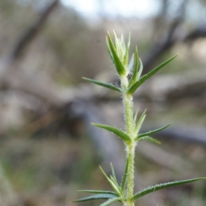 Stellaria pungens at Hackett, ACT - 5 Sep 2014