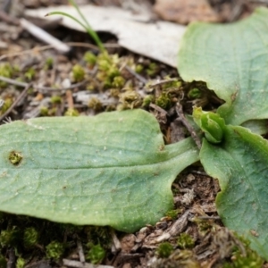 Pterostylis sp. at Mount Majura - 5 Sep 2014