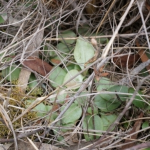Pterostylidinae (greenhood alliance) at Mount Majura - 5 Sep 2014