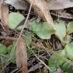 Pterostylidinae (greenhood alliance) at Mount Majura - suppressed