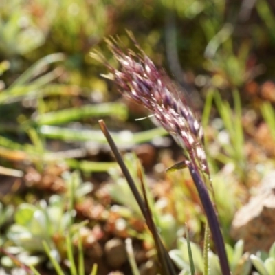 Unverified at Mount Majura - 5 Sep 2014 by AaronClausen