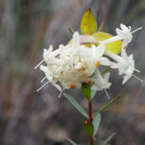 Pimelea linifolia at Canberra Central, ACT - 5 Sep 2014