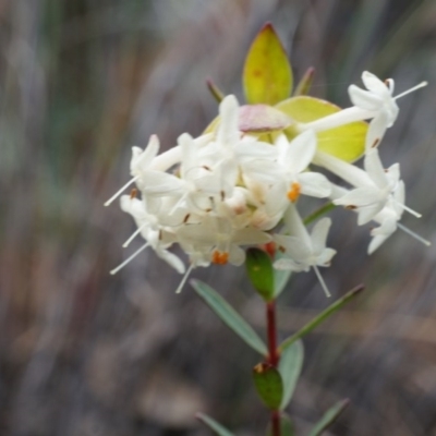 Pimelea linifolia (Slender Rice Flower) at Mount Majura - 5 Sep 2014 by AaronClausen