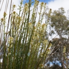 Stackhousia monogyna (Creamy Candles) at Majura, ACT - 5 Sep 2014 by AaronClausen