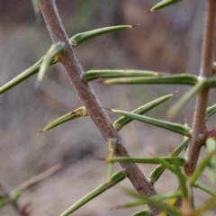 Acacia ulicifolia (Prickly Moses) at Mount Majura - 5 Sep 2014 by AaronClausen