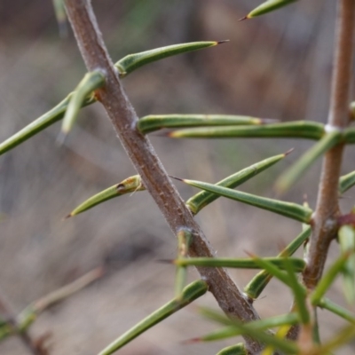 Acacia ulicifolia (Prickly Moses) at Hackett, ACT - 5 Sep 2014 by AaronClausen