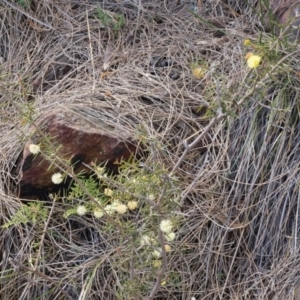 Acacia ulicifolia at Hackett, ACT - 5 Sep 2014