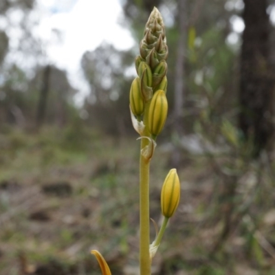 Bulbine bulbosa (Golden Lily) at Mount Majura - 5 Sep 2014 by AaronClausen