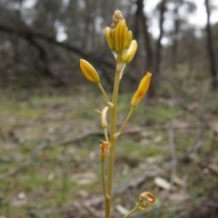 Bulbine bulbosa at Majura, ACT - 5 Sep 2014