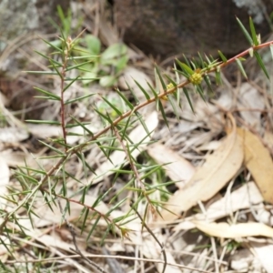 Acacia ulicifolia at Majura, ACT - 5 Sep 2014