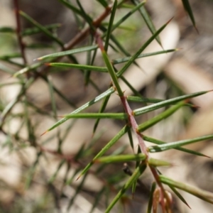 Acacia ulicifolia at Majura, ACT - 5 Sep 2014