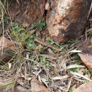 Pterostylidinae (greenhood alliance) at Mount Majura - 5 Sep 2014