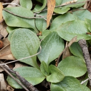 Pterostylidinae (greenhood alliance) at Mount Majura - 5 Sep 2014