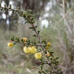 Acacia gunnii (Ploughshare Wattle) at Mount Majura - 5 Sep 2014 by AaronClausen