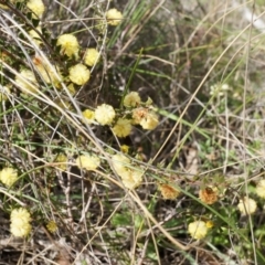 Acacia gunnii at Canberra Central, ACT - 5 Sep 2014 12:46 PM